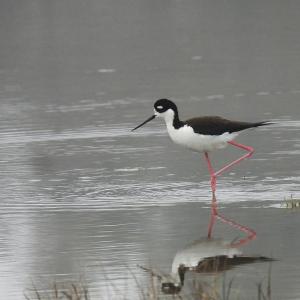 Maine is currently hosting several of the rare-to-the-state black-necked stilt this spring, including in Cape Elizabeth, where this photo was taken. Courtesy of Rob Speirs Maine is currently hosting several of the rare-to-the-state black-necked stilt this spring, including in Cape Elizabeth, where this photo was taken. Courtesy of Rob Speirs