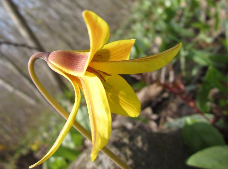 Kristen Lindquist Trout lilies — color therapy at its best PenBay Pilot