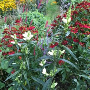 Perennials blooming late in the season. (Photo courtesy Merryspring Nature Center) Perennials blooming late in the season