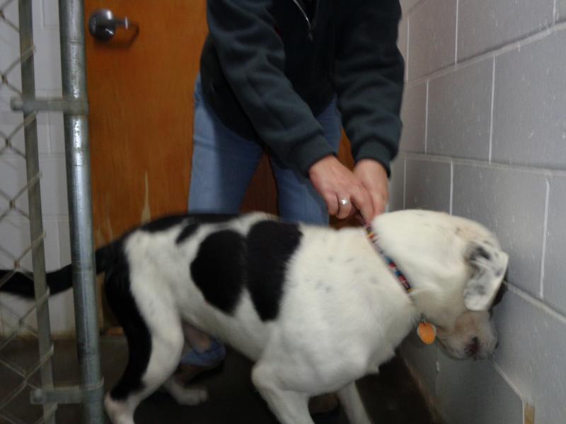 Thomaston clearance animal shelter