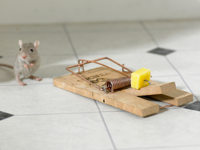 Humane Mouse Traps Household Rat Catching Artifact Mousetrap High