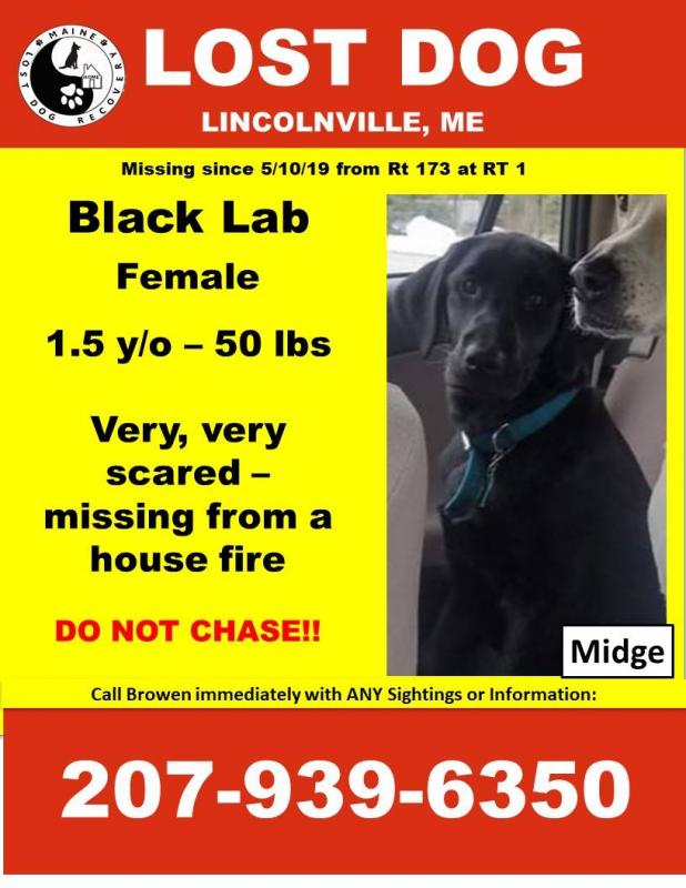 lost black labrador dog