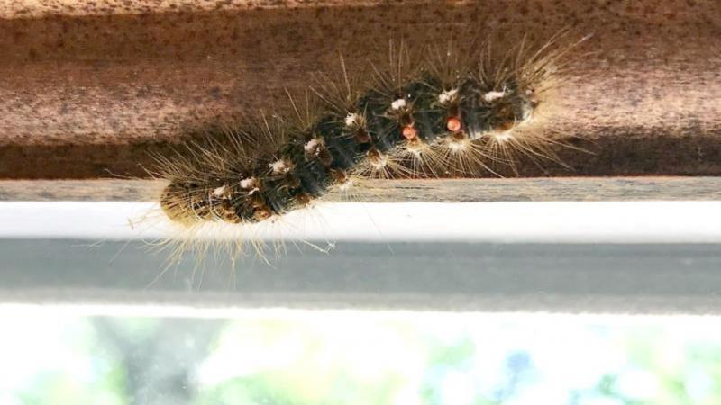 UMaine research connects rising temperatures with browntail moth ...