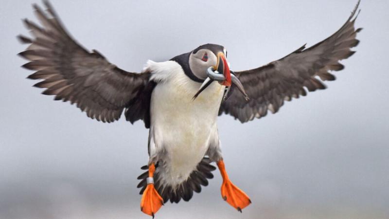 Off the coast of Maine, puffins are rebounding and feasting on a new snack