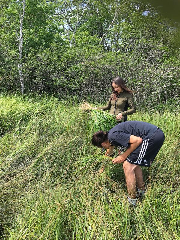 Wabanaki Basketmakers Want To Show That Harvesting Sweetgrass Can Be  Sustainable