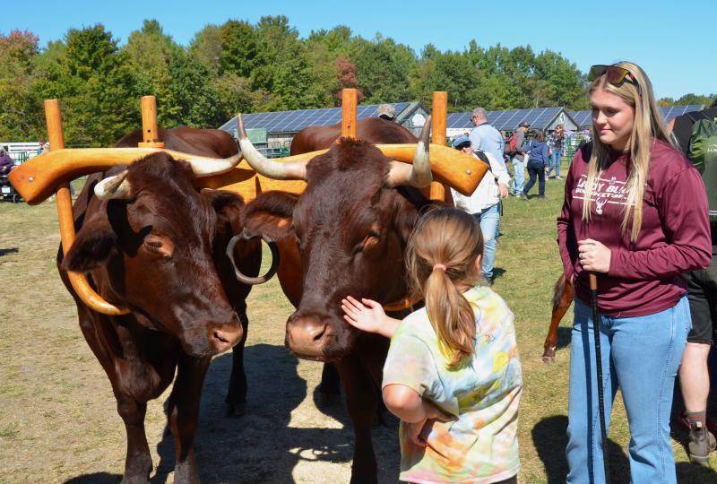 Shiloh, with the Morgan Family Farm, brings the oxen over to mingle with the curious at the Common Ground Country Fair 2025 in Unity. (Photo by Lynda Clancy) Shiloh, with the Morgan Family Farm, brings the oxen over to mingle with the curious at the Common Ground Country Fair 2025 in Unity. (Photo by Lynda Clancy)