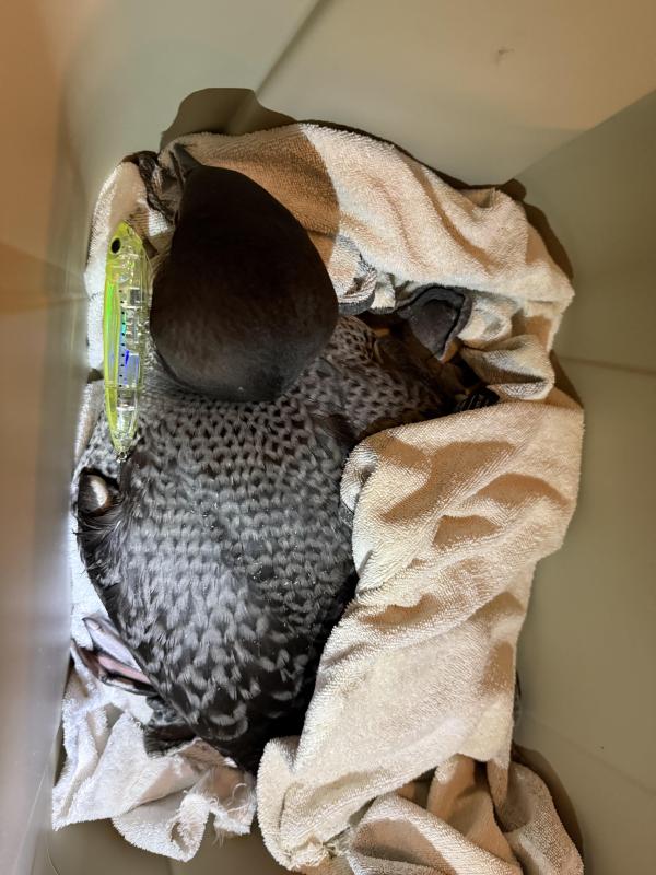 The loon is rescued and transported to York for medical care. (Photo courtesy Dominic Gioia) c