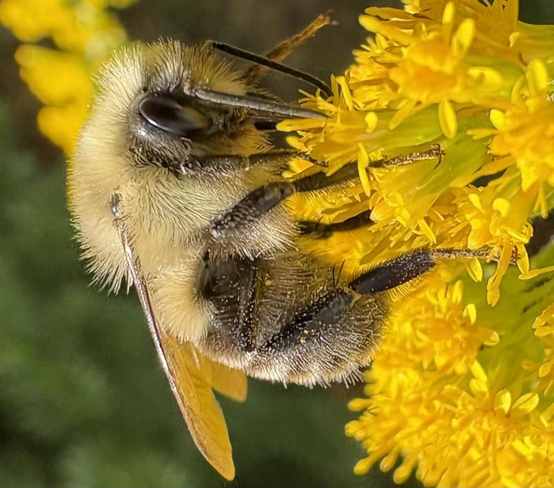 The authors recently noticed many of signs of fall, like this bumblebee on a goldenrod at the edge of their porch, before spying a black-capped chickadee caching around their yard seeds it had garnered from a neighbor's feeder. Courtesy of Jeff Wells The authors recently noticed many of signs of fall, like this bumblebee on a goldenrod at the edge of their porch, before spying a black-capped chickadee caching around their yard seeds it had garnered from a neighbor's feeder. Courtesy of Jeff Wells
