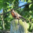 #bird-column, #boothbayregister, #JeffandAllisonWells, #birds, #maine, #americanrobin