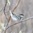 #bird-column, #boothbayregister, #JeffandAllisonWells, #birds, #maine, #blackpollwarbler