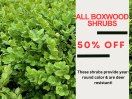 50% OFF ALL BOXWOODS!