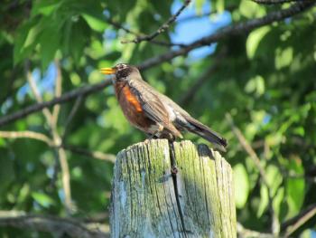 #bird-column, #boothbayregister, #JeffandAllisonWells, #birds, #maine, #americanrobin