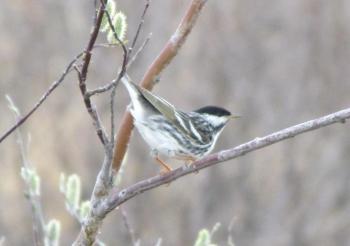 #bird-column, #boothbayregister, #JeffandAllisonWells, #birds, #maine, #blackpollwarbler