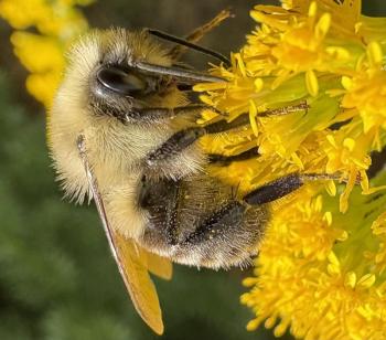 The authors recently noticed many of signs of fall, like this bumblebee on a goldenrod at the edge of their porch, before spying a black-capped chickadee caching around their yard seeds it had garnered from a neighbor's feeder. Courtesy of Jeff Wells The authors recently noticed many of signs of fall, like this bumblebee on a goldenrod at the edge of their porch, before spying a black-capped chickadee caching around their yard seeds it had garnered from a neighbor's feeder. Courtesy of Jeff Wells