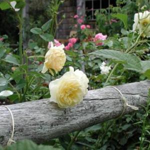 Roses blooming at Merryspring. (Photo courtesy Merryspring Nature Center) Roses blooming at Merryspring. (Photo courtesy Merryspring Nature Center)