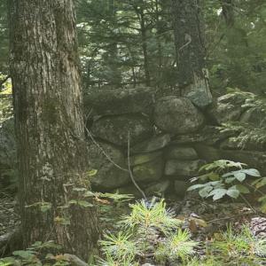 A stonewall among the trees next to an old cellar hole. (Photo by Ed O’Brien.) Stonewall