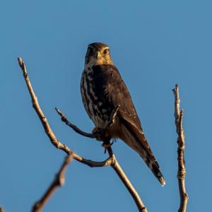 In the late 1970s and early 1980s, merlin populations had just begun to bounce back from declines as a result of DDT and other pesticides. Photo by Rhododendrites, courtesy of Wiki Commons In the late 1970s and early 1980s, merlin populations had just begun to bounce back from declines as a result of DDT and other pesticides. Photo by Rhododendrites, courtesy of Wiki Commons