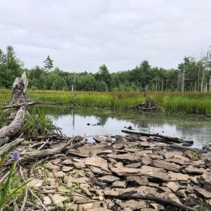 Some of the variety property monitors can expect to encounter, like Pickerelweed blooms in the expansive wetland at Midcoast Conservancy’s EarthSong Sanctuary, in Somerville and Washington, Maine. (Photo courtesy Stephanie Hanner) Some of the variety property monitors can expect to encounter, like Pickerelweed blooms in the expansive wetland at Midcoast Conservancy’s EarthSong Sanctuary, in Somerville and Washington, Maine. (Photo courtesy Stephanie Hanner)