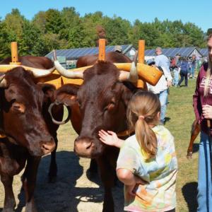 Shiloh, with the Morgan Family Farm, brings the oxen over to mingle with the curious at the Common Ground Country Fair 2025 in Unity. (Photo by Lynda Clancy) Shiloh, with the Morgan Family Farm, brings the oxen over to mingle with the curious at the Common Ground Country Fair 2025 in Unity. (Photo by Lynda Clancy)
