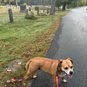 My little Belladonna enjoys a walk over to Maplewood Cemetary before the rain starts. (Photo by Ed O’Brien) Bella