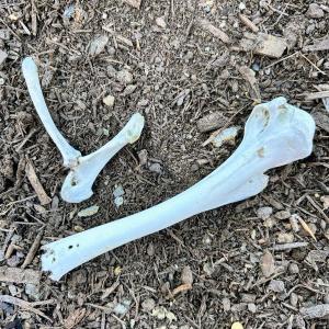 (Photo courtesy Rockport Public Library) Two bones on the ground. (Photo courtesy Rockport Public Library)
