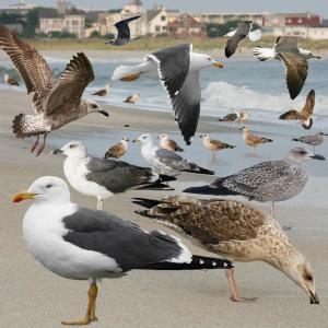 Once rare in Maine, lesser black-backed gulls have become more frequent, likely due to an increasing number that nest in Greenland. Image courtesy of Crossly ID Guide to Eastern Birds, Wiki media Commons Once rare in Maine, lesser black-backed gulls have become more frequent, likely due to an increasing number that nest in Greenland. Image courtesy of Crossly ID Guide to Eastern Birds, Wiki media Commons