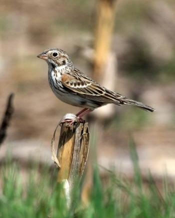 #bird-column, #Clarry Hill, #Midcoast Conservancy, #birds, #maine, #jeff and allison wells