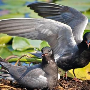 #bird-column, #boothbay register, #Jeff and Allison Wells, #birds, #maine, #black tern